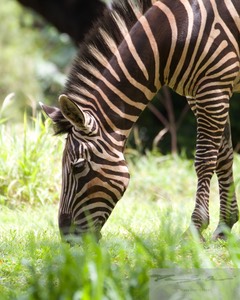 Zebra 2
